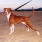 Muy de pose en la playa él